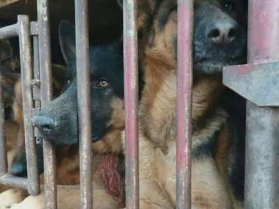 运输宠物狗所需证件及要求（了解运输宠物狗所需的合法证件和规定）