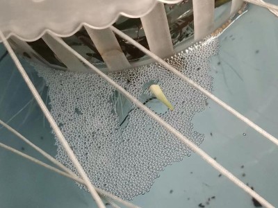 探究斗鱼为何总往水面吐泡泡（解析鱼类呼吸行为的特点与原因）