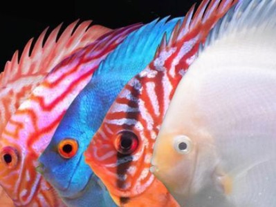 以30水族箱养什么鱼？（探索适合30水族箱的鱼类）