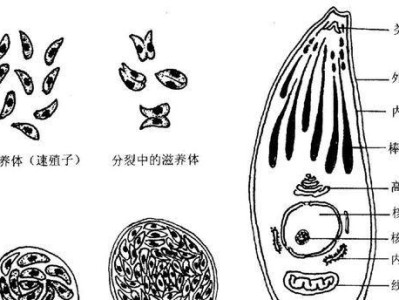 养猫想感染弓形虫并没有那么容易（了解感染弓形虫的必备条件，做好防范措施）