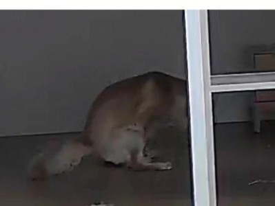 狗狗不拉屎出血的原因及治疗方法（探究狗狗便血的病因和解决办法）
