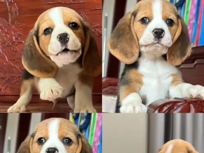 养比格犬的必读指南（选择比格犬作为你的宠物伴侣，你需要知道的关键事项）