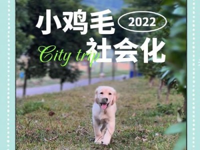 训狗的最佳时机和技巧（培养良好行为的关键是适时训练）