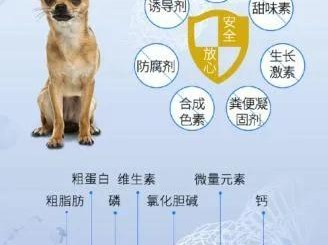 狗狗不吃新粮食的原因与解决方法（困扰狗主人的饮食问题，如何引导狗狗适应新粮食）