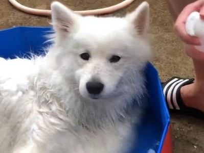科学饲养萨摩耶犬，打造快乐与健康的伙伴（专业知识指导，让你成为萨摩耶犬的贴心养主）