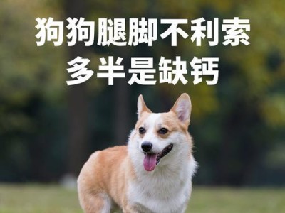 如何给小狗补钙？养狗新手必读的补钙技巧（科学合理的饮食搭配让宝宝健康成长，主）