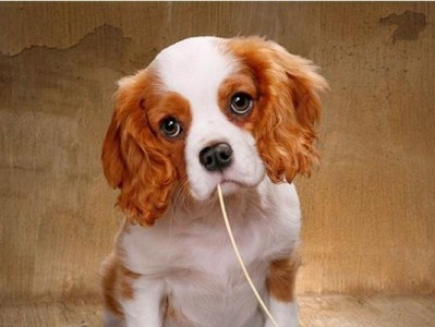 比格犬喂食的注意事项（合理饮食，健康宠物）