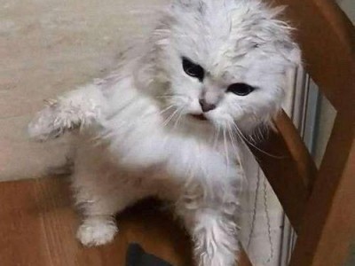 猫咪洗完澡后为何精神不振？（探究洗澡对猫咪身体和心理的影响）