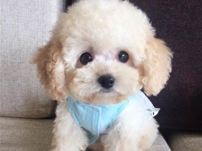 《贵宾犬饲养指南》（如何正确养护你的贵宾犬，打造健康快乐的生活环境）