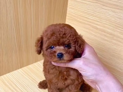 如何正确挑选纯种泰迪（从哪些方面判断泰迪是否纯种）