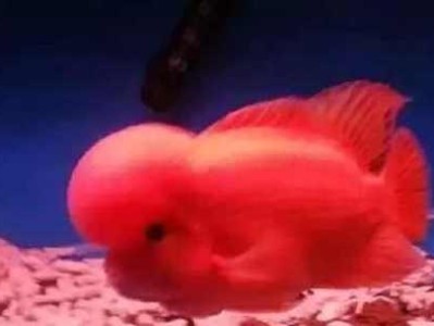 罗汉杂交繁殖（打破界限，创造多样性——探索罗汉杂交繁殖的可能性）