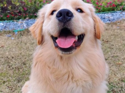 金毛犬色彩之美（探寻最迷人的金毛犬毛发颜色）