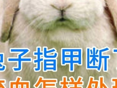 兔子出血的原因及应急处理方法（了解兔子出血的时间点，保护它们的健康）