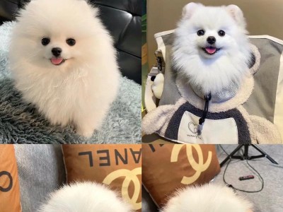 博美犬（探索博美犬成为越来越多人养的原因）