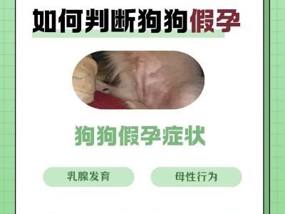 狗狗假孕的危害及处理方法（假孕狗狗的症状及主人应该如何应对）
