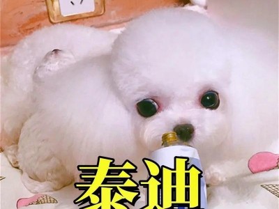 科学饲养幼犬泰迪的营养补充方法（营养均衡，关爱宠物健康）