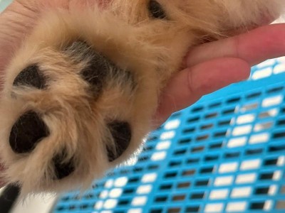 科学喂养金毛幼犬，健康成长从口开始（金毛幼犬的饮食需求与科学喂养技巧）