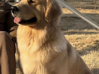 小金毛犬为什么不叫？（解开小金毛犬不叫的秘密）