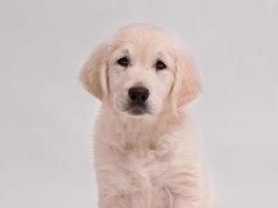 如何准确判断金毛犬的纯度？（掌握金毛犬纯不纯的关键技巧，避免被骗）