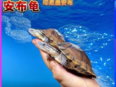 如何饲养马来闭壳龟（打造完美的马来闭壳龟饲养环境）
