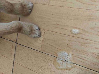 狗狗生产前流白色液体的原因（了解狗狗生产前的变化，保障母犬健康）