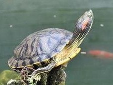 粉红圈锯背龟的饲养方法（保障宠物幸福生活的关键）