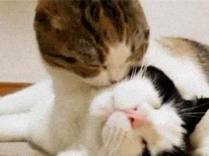 猫咪舔人的意义与方式（解密猫咪的舔人行为，探究背后的原因和表达方式）
