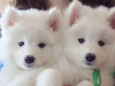 探讨为何越来越多人选择养萨摩耶（萨摩耶犬的魅力及其在现代社会的受欢迎程度提升）