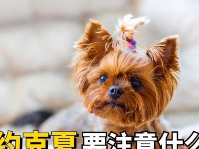 狗狗补钙需要多长时间见效？（科学补钙方法及效果分析）