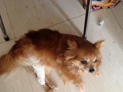 狗狗打石膏需要多久恢复？（石膏固定对狗狗康复的影响及相关注意事项）