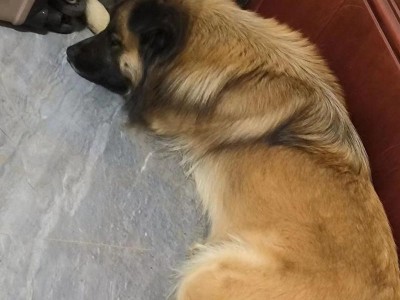 贵宾犬后腿无力的原因及治疗方法（揭开贵宾犬后腿无力的谜团，为宠物提供有效的治疗）