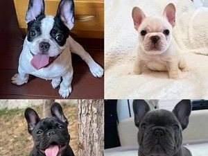 如何快速准确地挑选出漂亮纯种的斗牛犬（鉴别法斗纯不纯的方法）