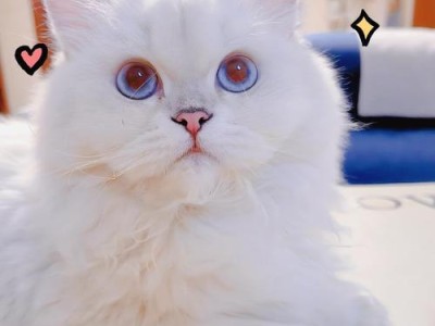 为什么猫早上老是叫？（探究猫咪早上的叫声原因）