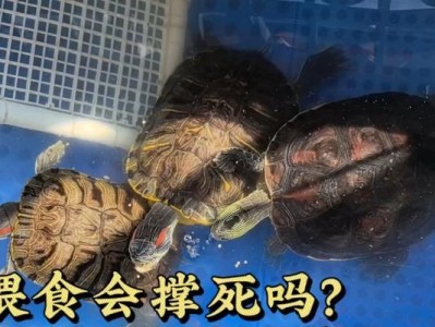 以巴西龟什么时候吃最好？（探索以巴西龟的食谱和进食时间）