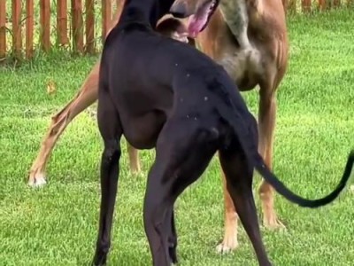 灵犬疾驰世界，跑遍千山万水（揭秘灵寿犬的超凡速度与卓越能力）