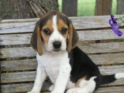 比格犬的优缺点全解析（了解比格犬的特点和适应环境，选择一只适合你的宠物犬吧！）