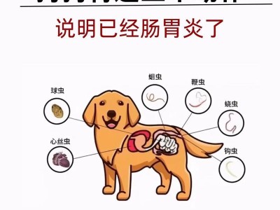 狗狗严重肠胃炎症状详解（了解肠胃炎对狗狗的影响及应对方法）