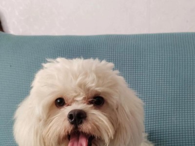 比熊吃什么毛变色的原因（解析比熊毛发颜色变化的关键因素及如何照顾比熊毛发的健康）