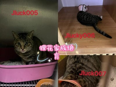 猫咪拆线后多久洗澡才合适？（为保护伤口康复，注意正确洗澡时间和方法）