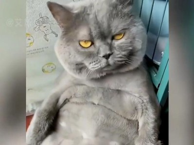 大胖的皮皮——一只可爱的猫咪（探索大胖的皮皮的个性与日常生活）