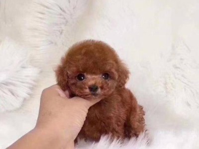 泰迪犬的市场价格及购买注意事项