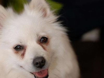 探索狐狸犬的独特魅力（从什么犬开始算起？——以什么犬算狐狸犬的奥秘）