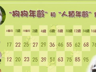 揭秘养泰迪犬的几大误区（为什么不能给泰迪犬喝牛奶？-饮食禁忌揭秘）