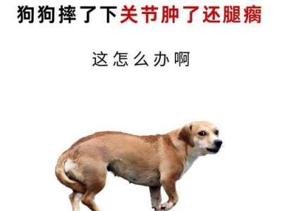 泰迪腿骨折康复时间及护理指南（探索泰迪腿骨折的疗程、康复过程和关键注意事项）