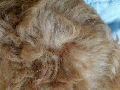 如何有效清理狗狗皮屑（宠物护理技巧，让你的狗狗健康无皮屑）