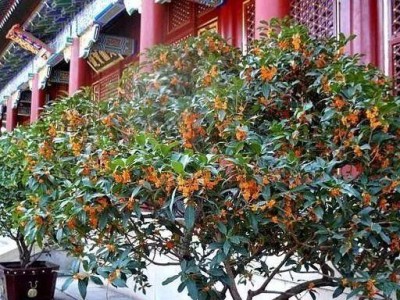 八哥驯养与繁殖的技巧及价值探究（掌握关键技巧培育观赏经济双收益）