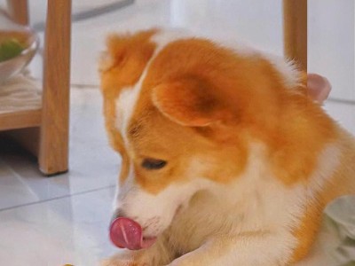 两个月大的狗可以吃哪些水果？（探索适合两个月大狗狗食用的水果种类及注意事项）
