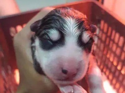如何饲养怀孕的哈士奇？（专家教你正确喂养孕犬，宠物和宝宝都健康过！）