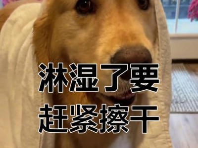 洗澡长毛狗要注意的6个事项（长毛狗洗澡需要留意的关键事项及详细指南）