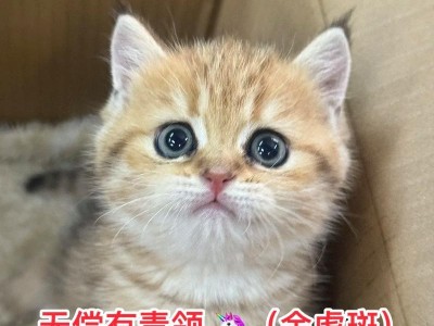 母猫为何会咬死刚出生的幼猫？（揭开背后的真相及其影响）